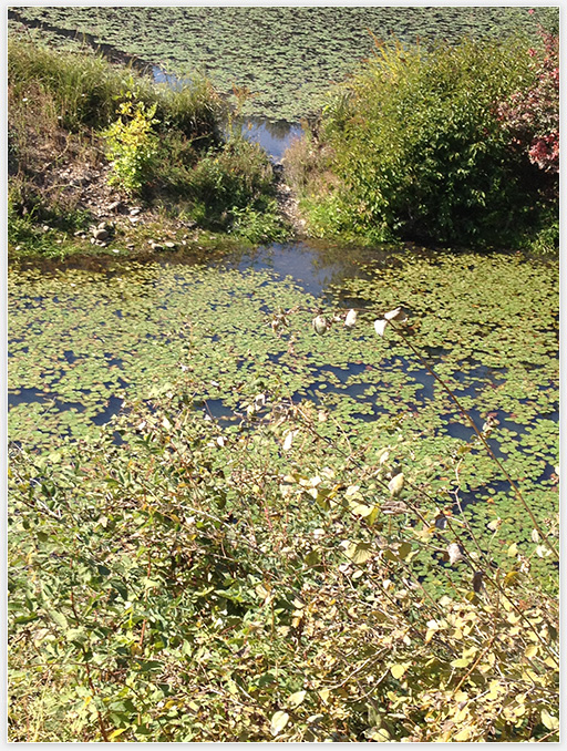 Groundwater discharge to a Willamette River side channel